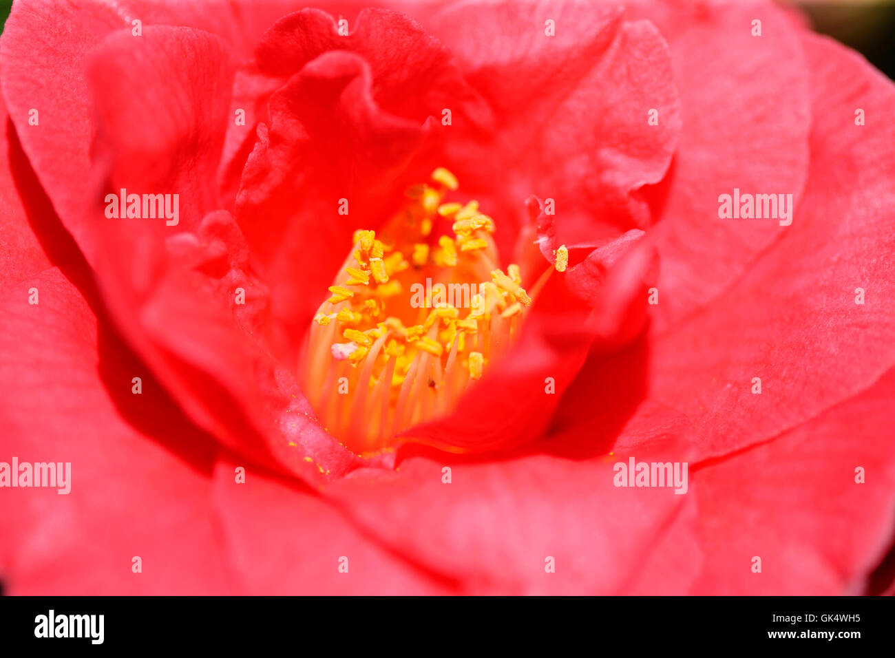 sweet touch of spring the lovely red camellia Jane Ann Butler Photography JABP1589 Stock Photo