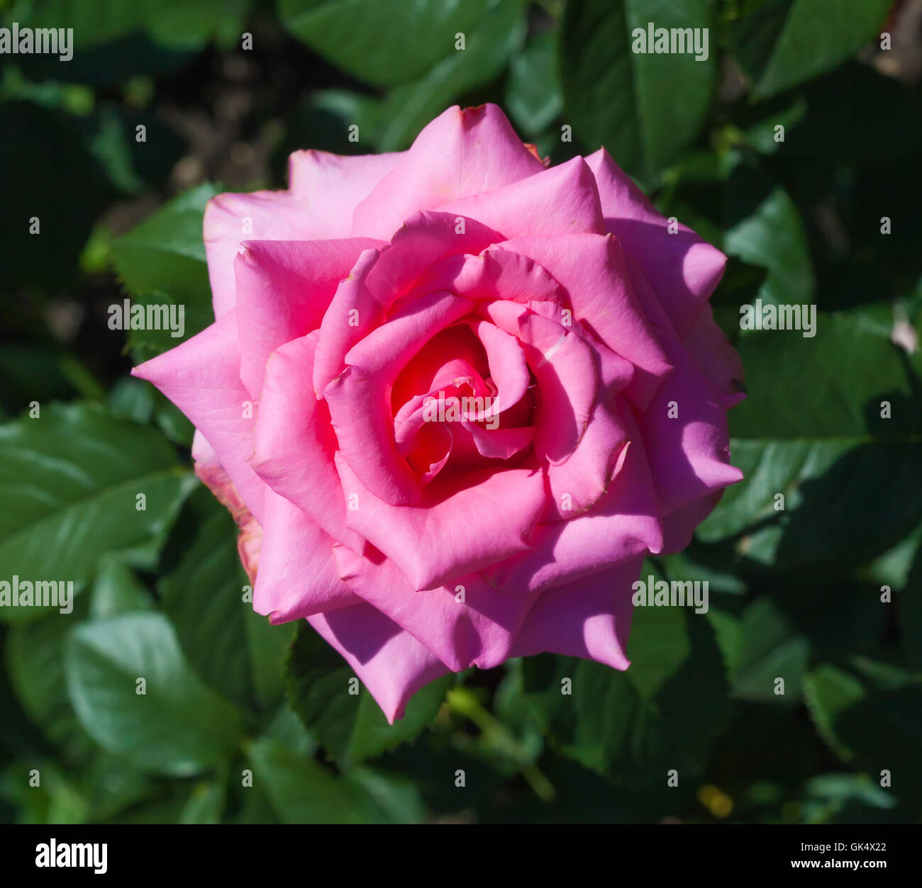 Single big pink rose in garden, top view Stock Photo