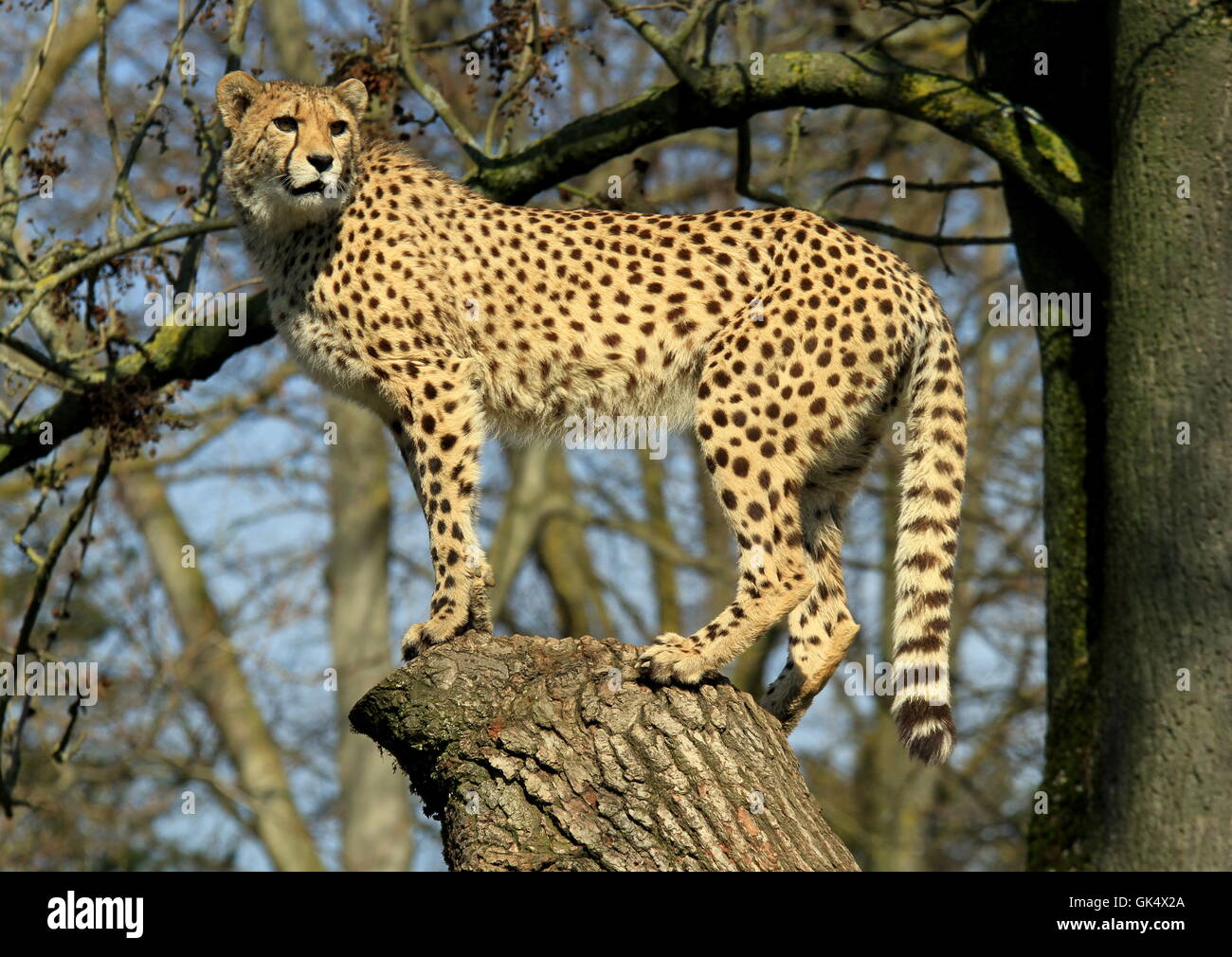 tree trunk watchful Stock Photo