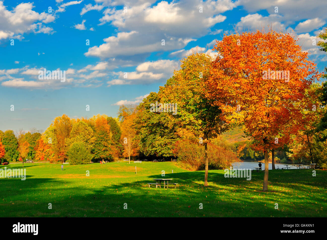blue-colour-tree-stock-photo-alamy