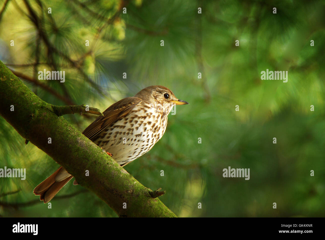 bird birds thrush Stock Photo