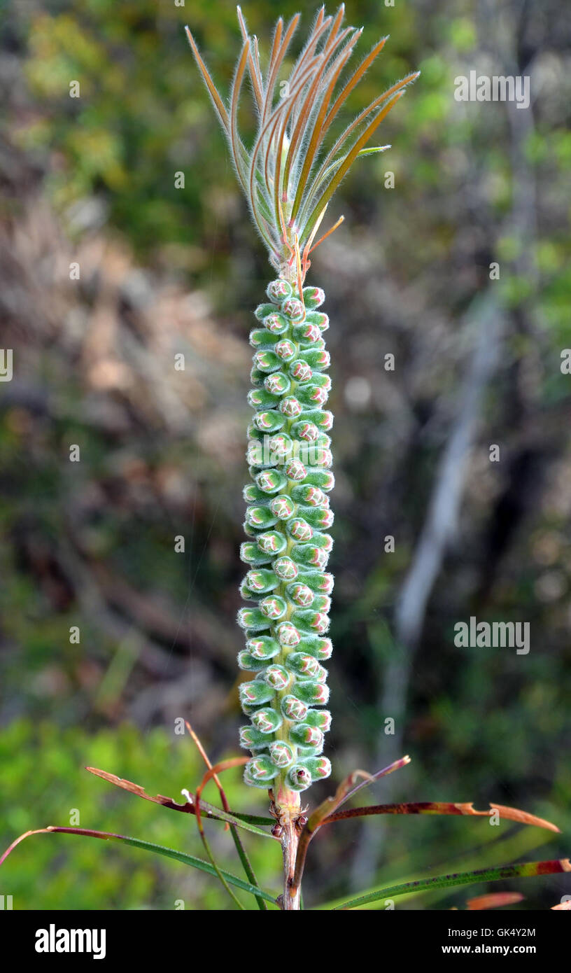 New growth and unfurled flowers (buds) of an Australian Bottlebrush (Callistemon, Melaleuca) Stock Photo