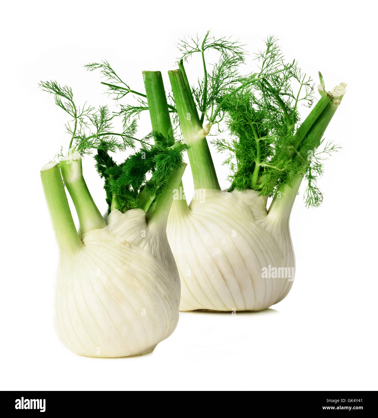 isolated vegetable fennel Stock Photo Alamy