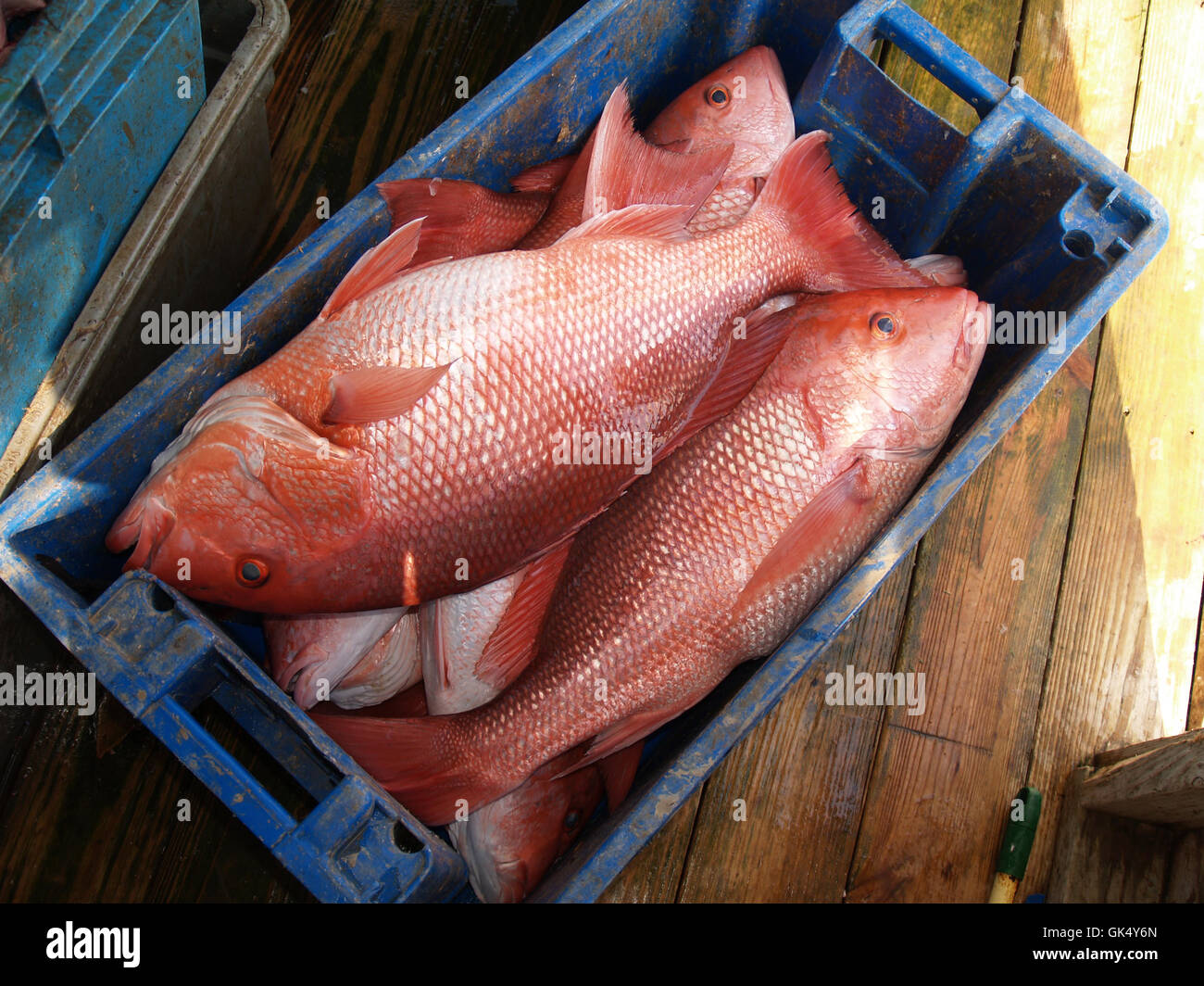 fish wildlife seafood Stock Photo