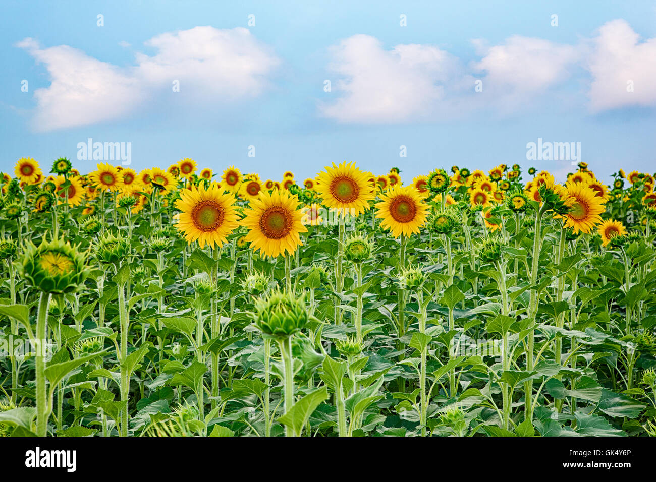 field of blooming sunflowers on a background blue sky Stock Photo - Alamy