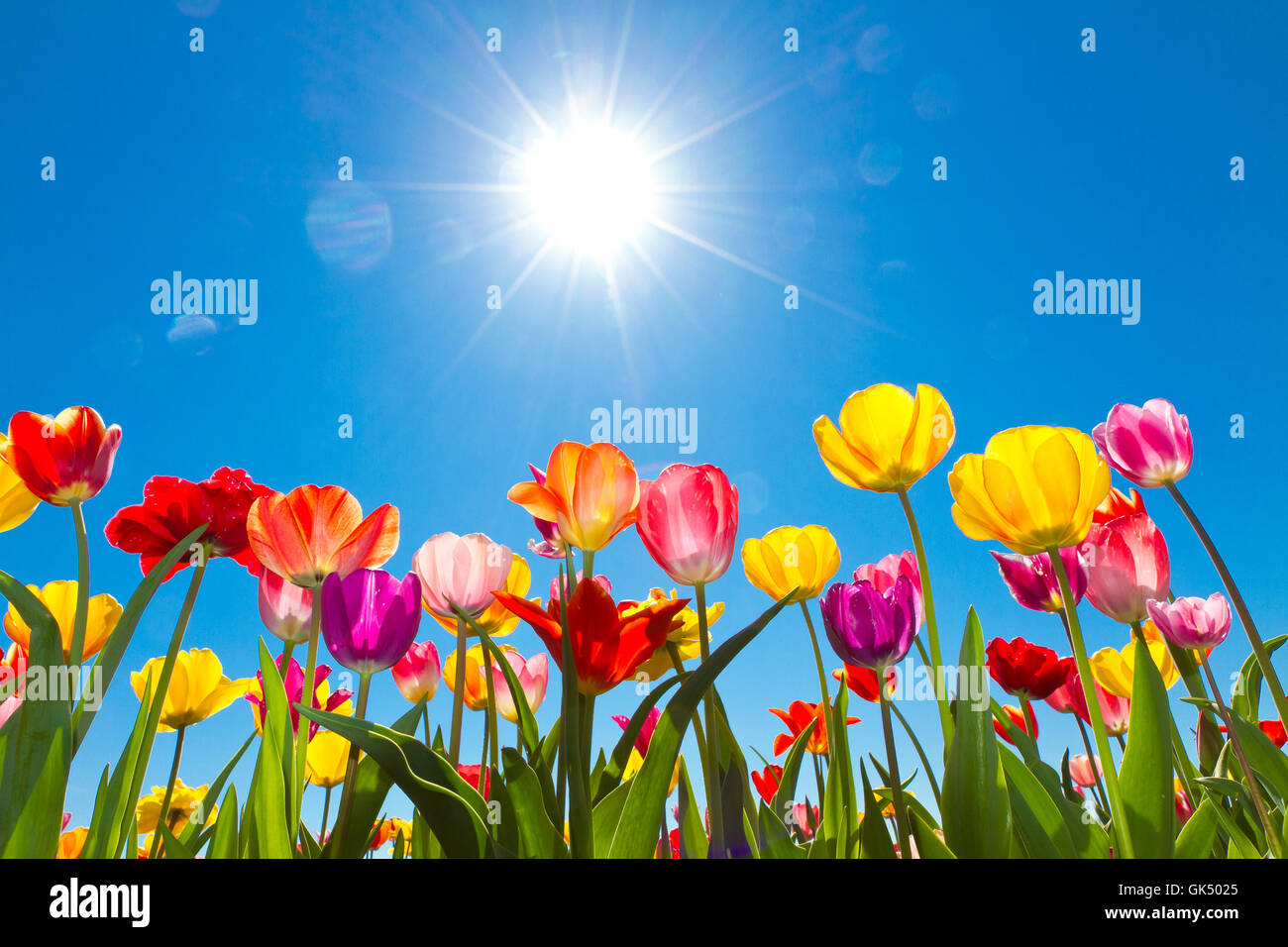 tulips in the sun Stock Photo Alamy