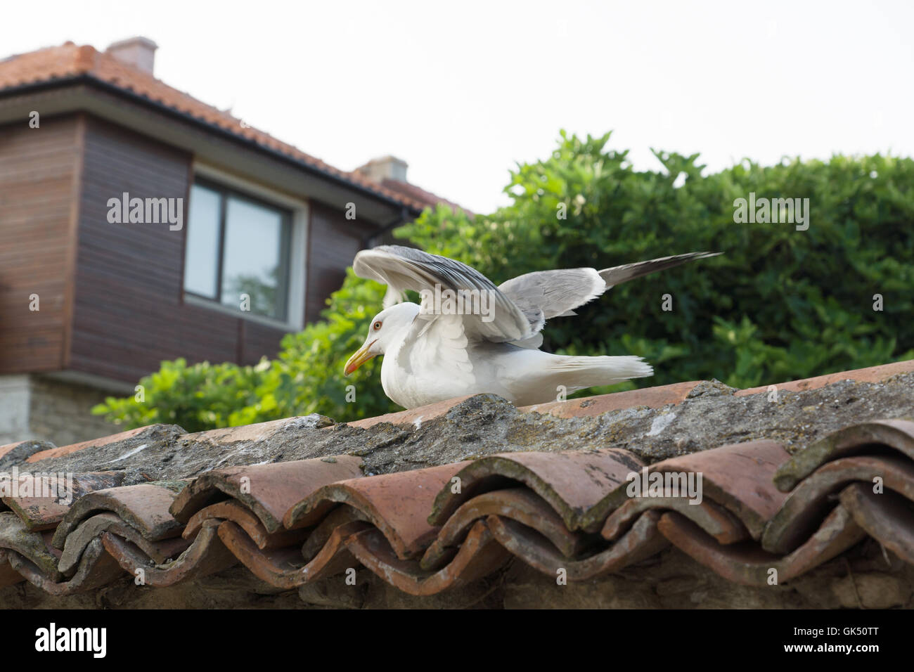 large seagull walking on the tiles fence Stock Photo