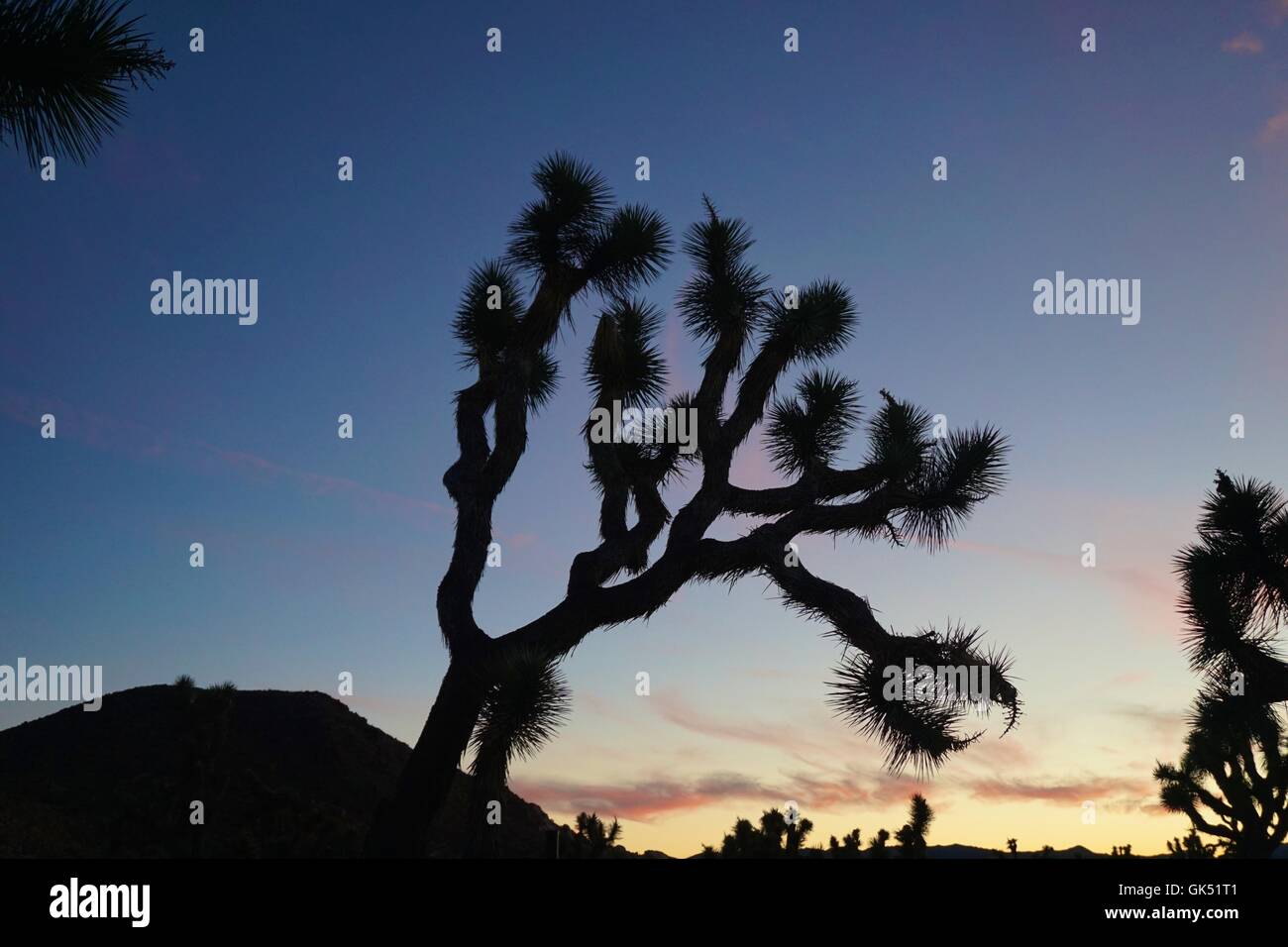 Silhouette of joshua tree hires stock