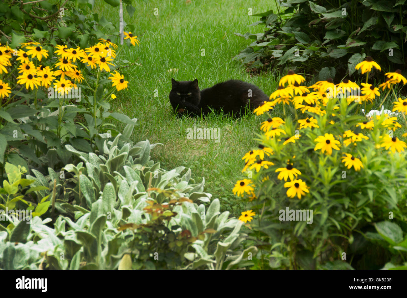 Black cat in garden Stock Photo Alamy