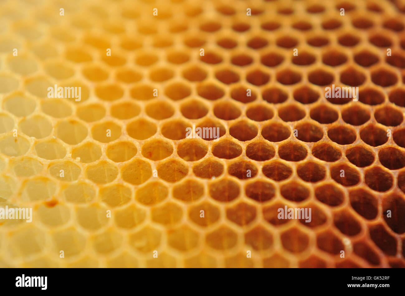 wax insect bee Stock Photo Alamy