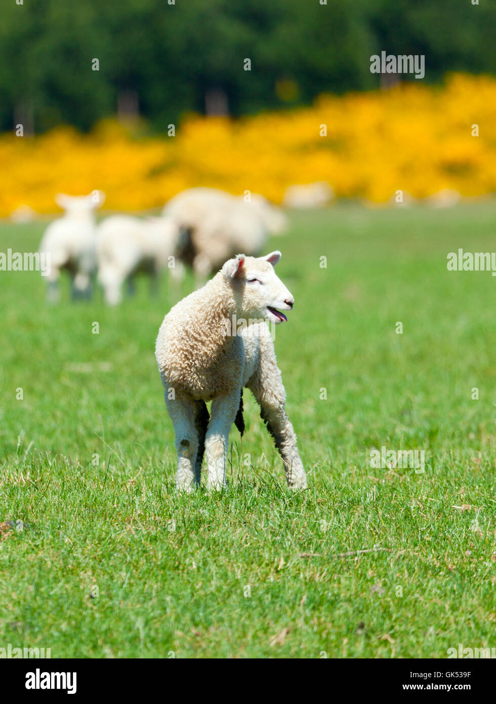 animal agriculture farming Stock Photo