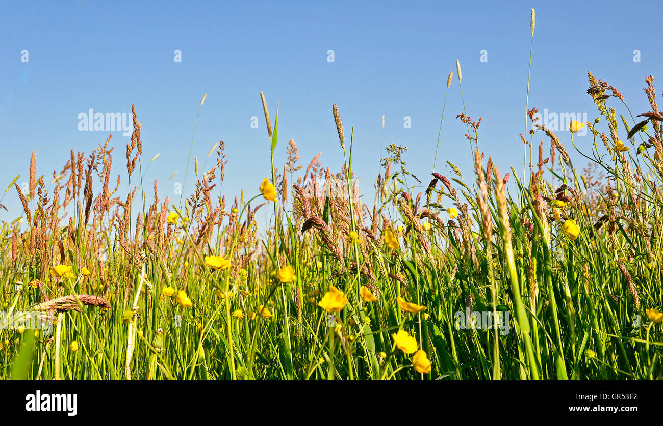summer summerly grasses Stock Photo