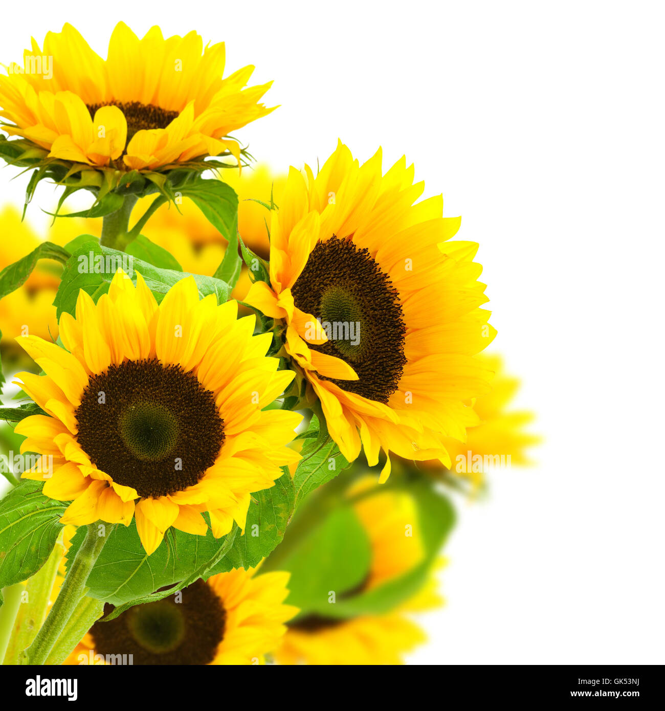 garden flower plant Stock Photo