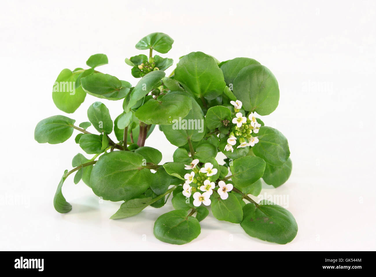watercress Stock Photo