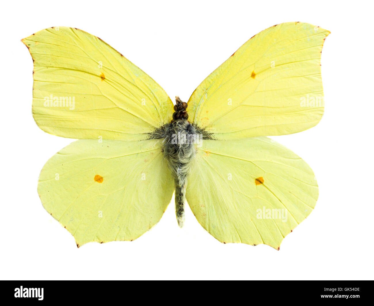 gonepteryx cleopatra Stock Photo