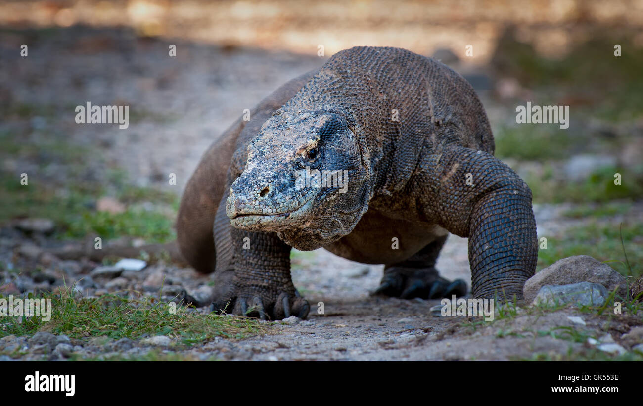 reptile saurian indonesia Stock Photo