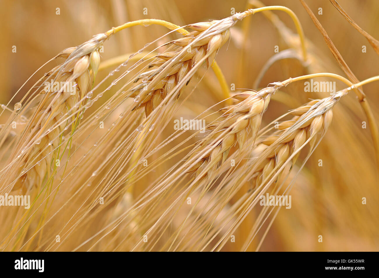 grain wheat ear Stock Photo