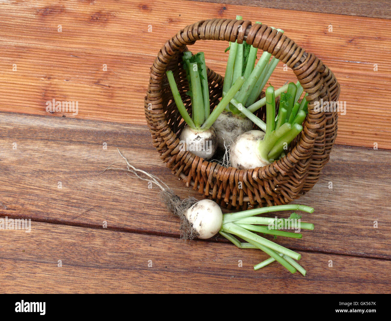 farmland fresh turnip Stock Photo