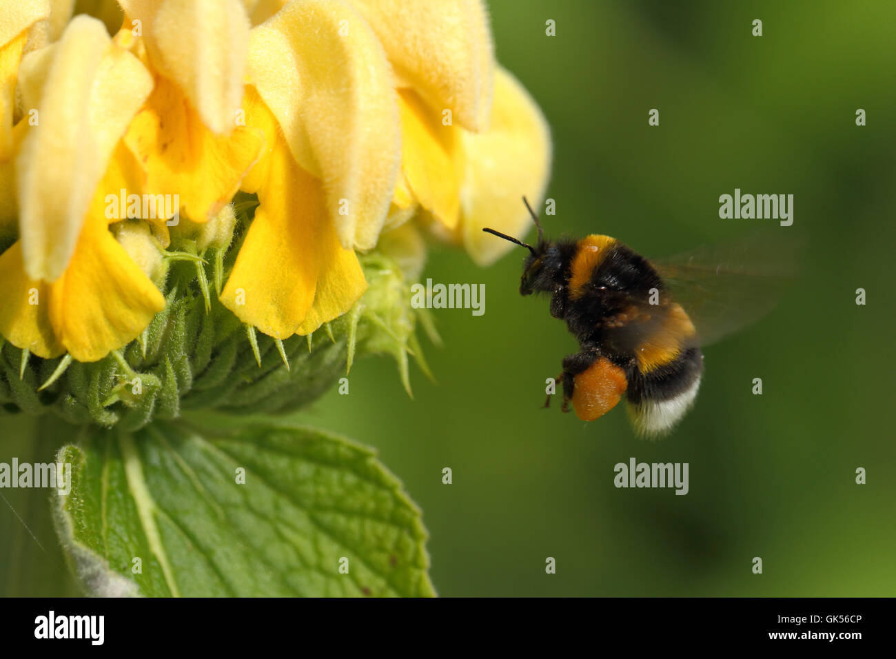 flight insect bumblebee Stock Photo Alamy