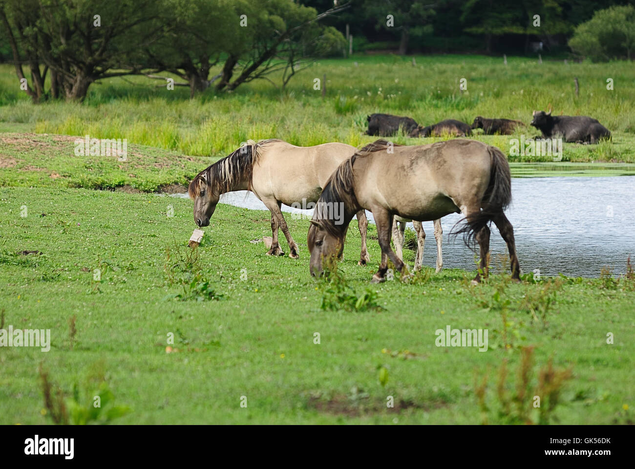 horse horses pony Stock Photo Alamy