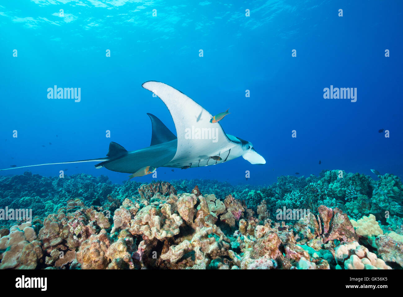 a reef manta ray, Manta alfredi, is cleaned by saddle wrasses, Thalassoma duperrey, an endemic species, Kona, Hawaii Stock Photo