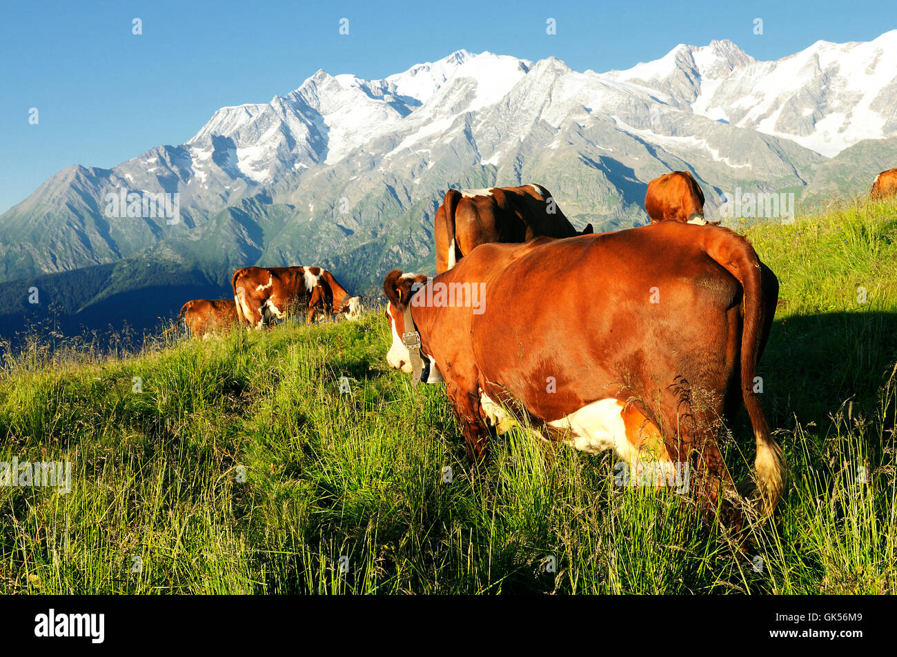 female animal agriculture Stock Photo