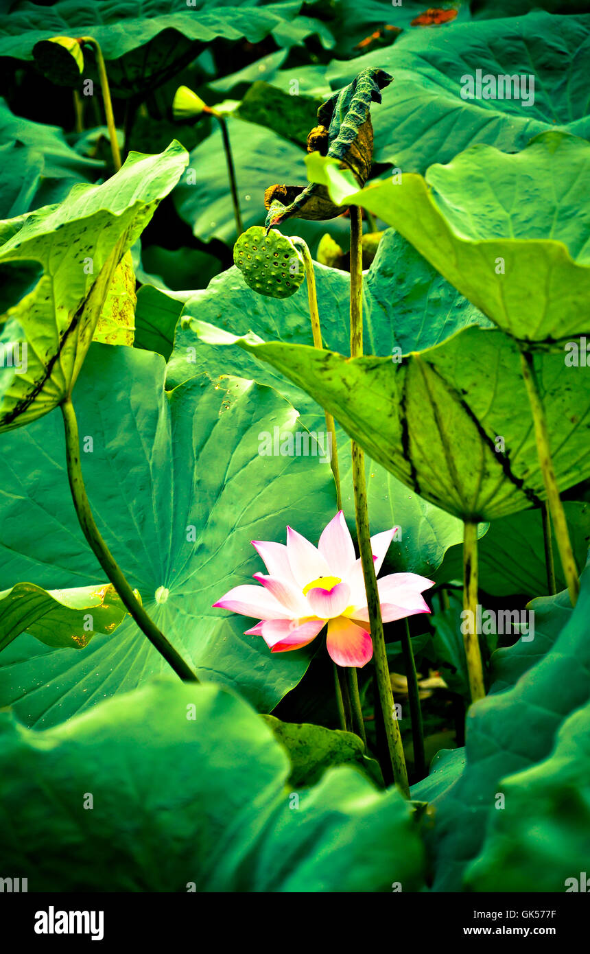 Lotus flower and Lotus flower plants Stock Photo Alamy