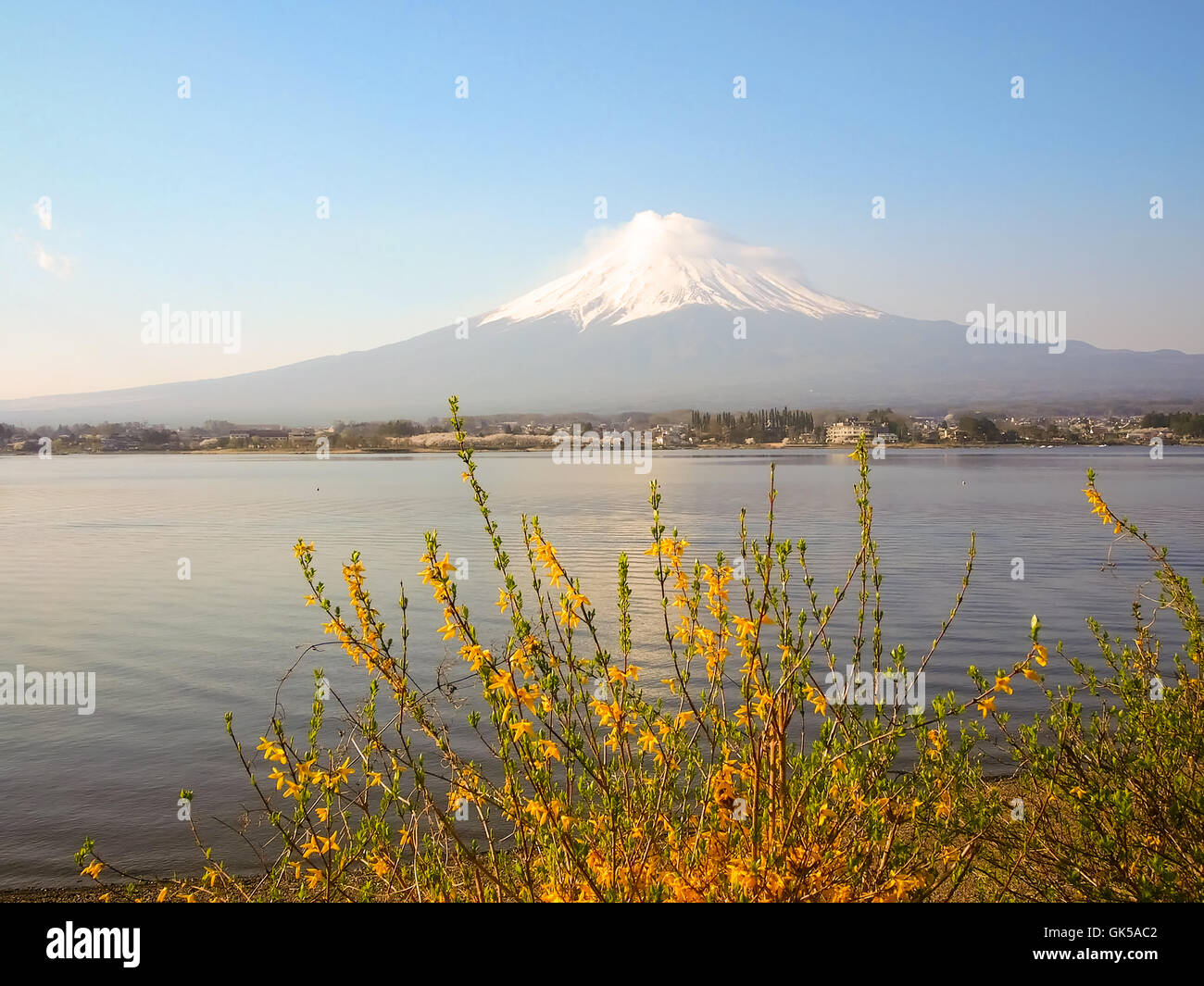 Mt Fuji and Cherry Blossom at lake Kawaguchiko Stock Photo