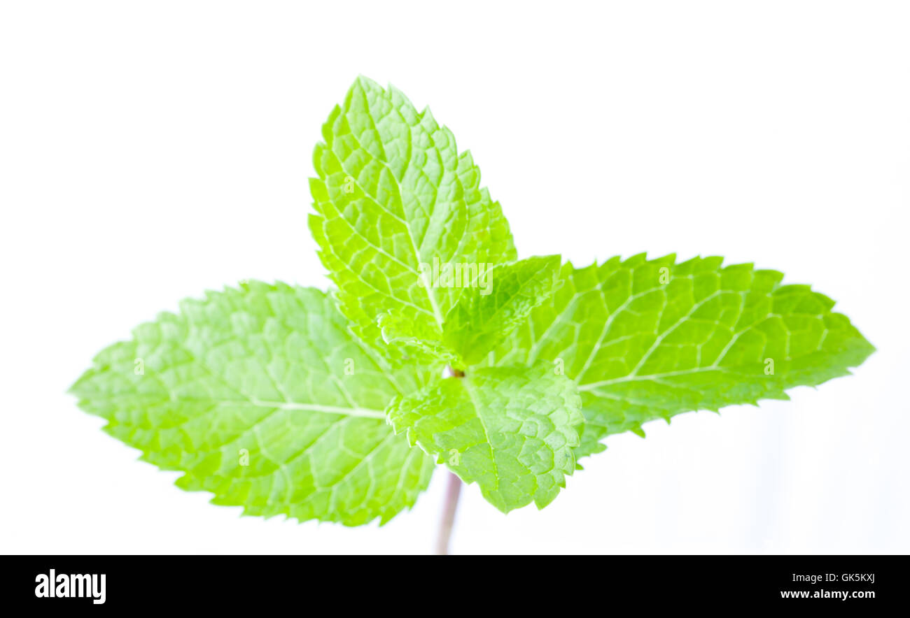 Fresh mint leaves Stock Photo
