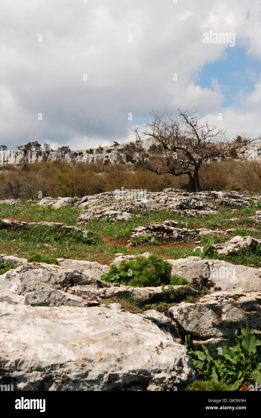 Vegetation Under Rocks Vegetation in rocks Stock Photo - Alamy