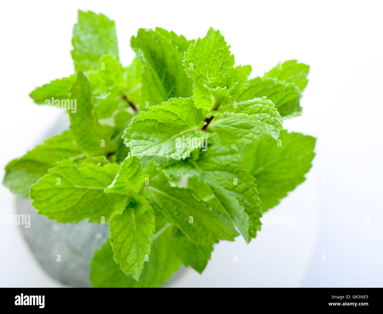 Fresh mint leaves Stock Photo