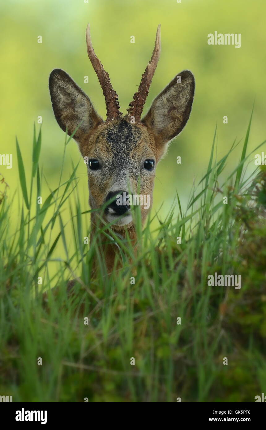 Maibock hi-res stock photography and images - Alamy