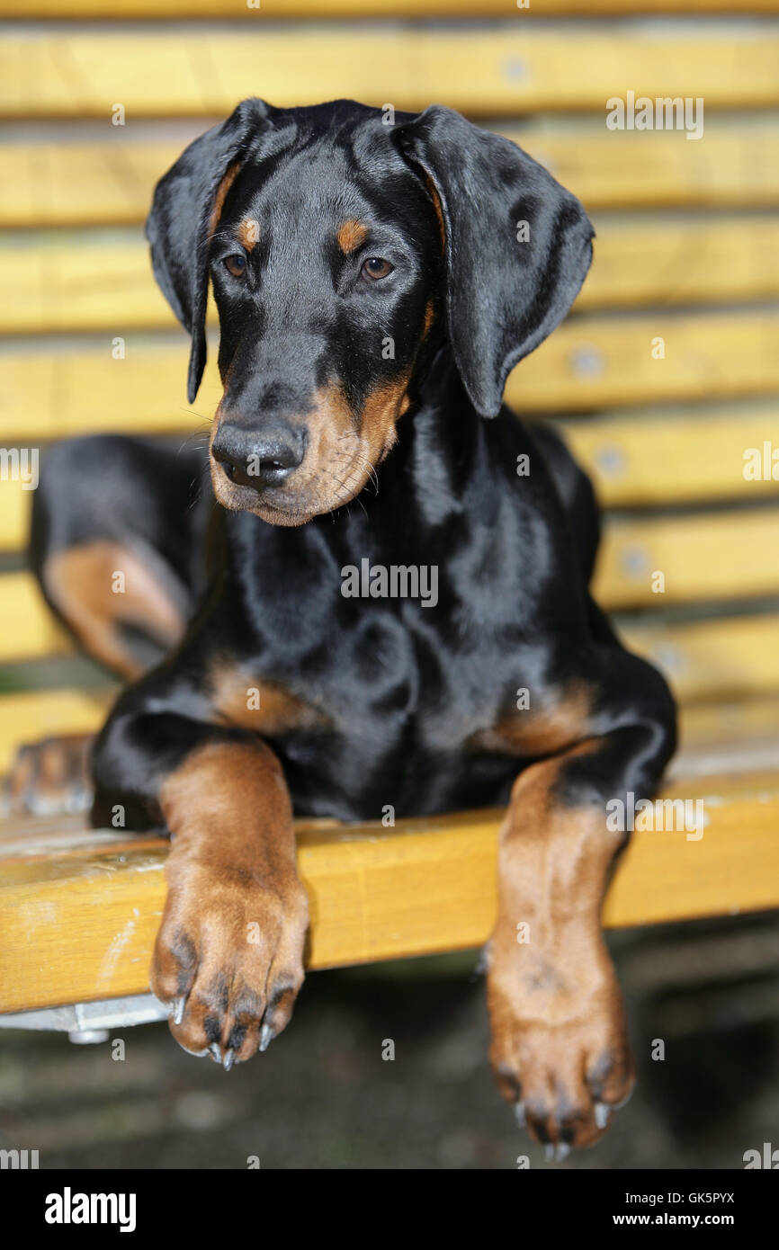 portrait dog puppy Stock Photo