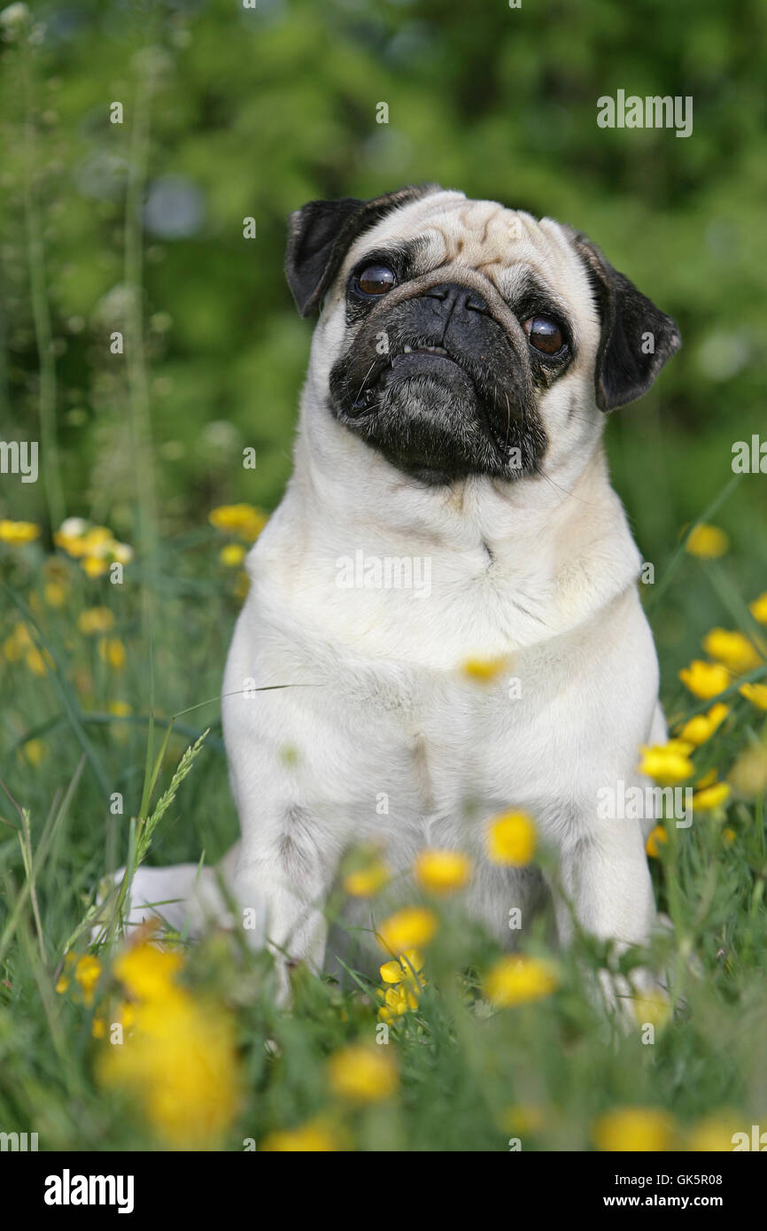 flower plant dog Stock Photo