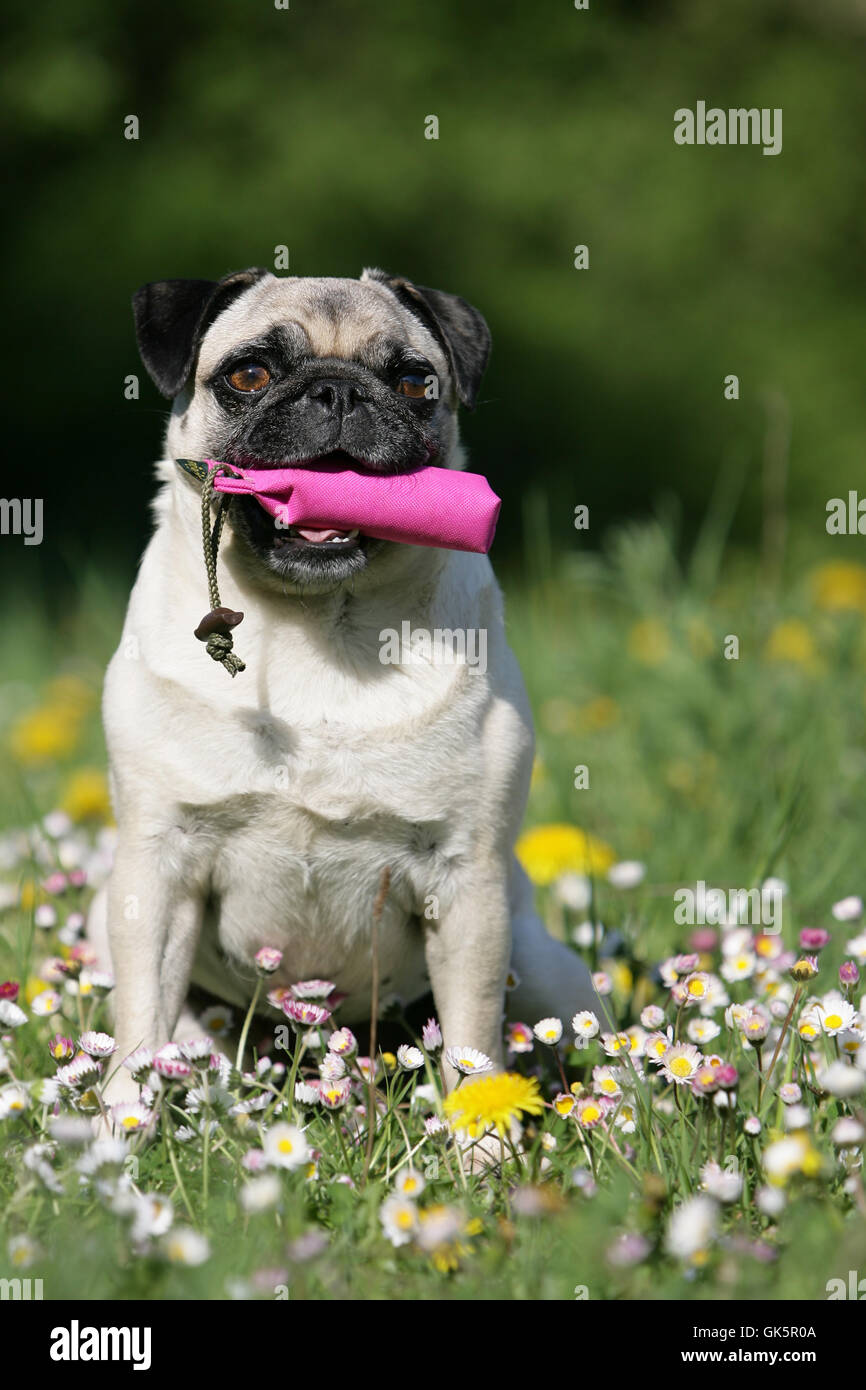 mops for dummy work Stock Photo