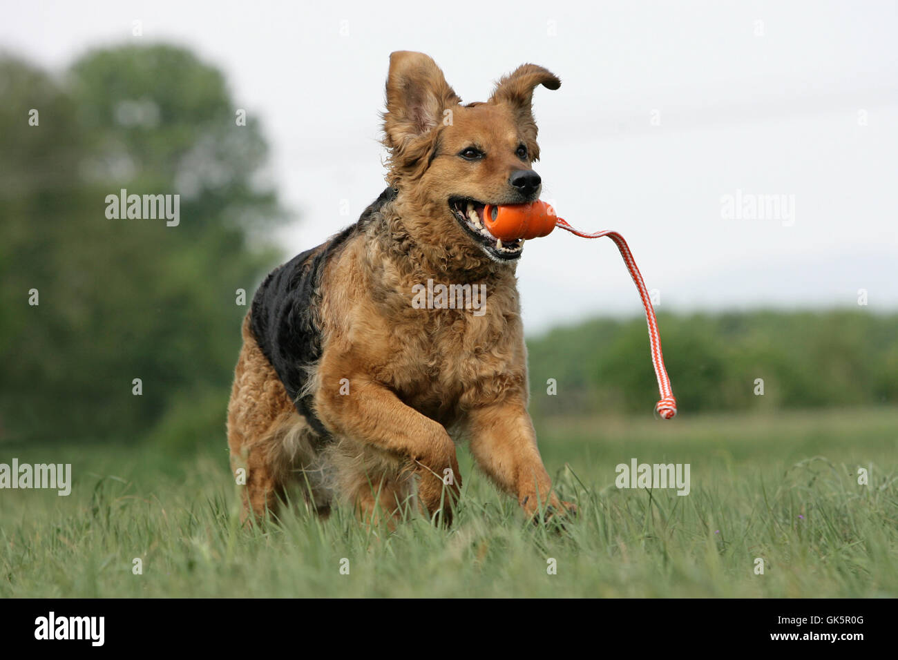 rennender mongrel with ball Stock Photo