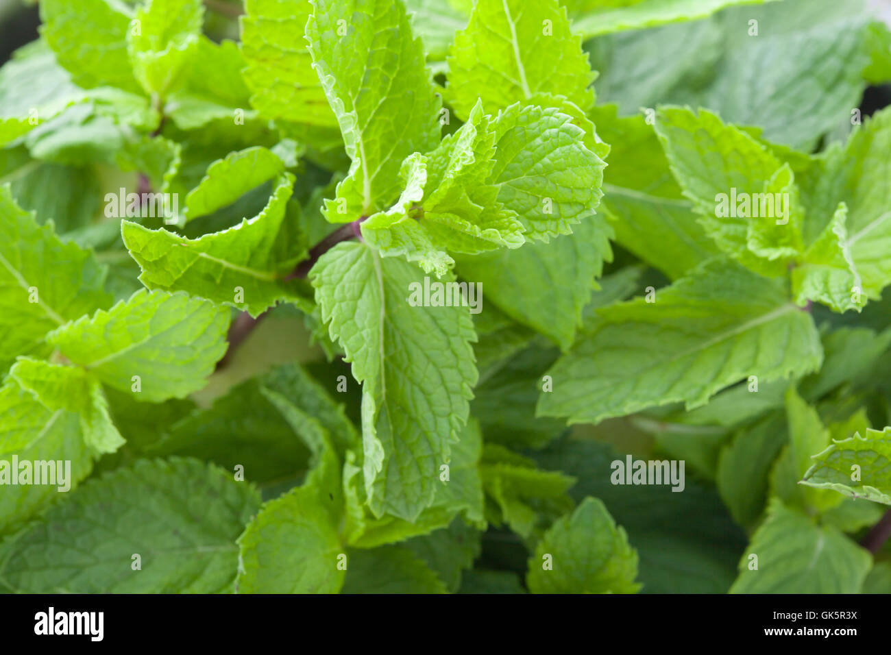 Fresh mint leaves Stock Photo