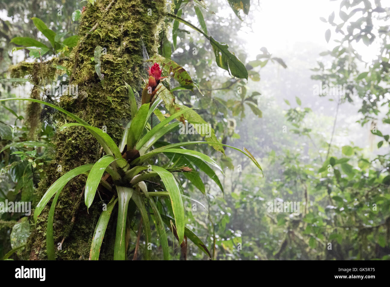 Bromeliad flowering in the jungle,  Monteverde Cloud forest, Costa Rica Central America Stock Photo