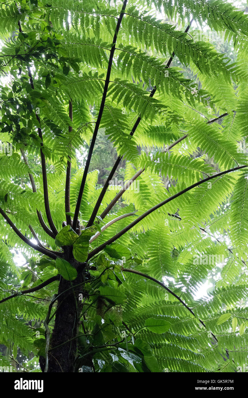Tree fern, Costa Rica rainforest,  Costa Rica central America Stock Photo