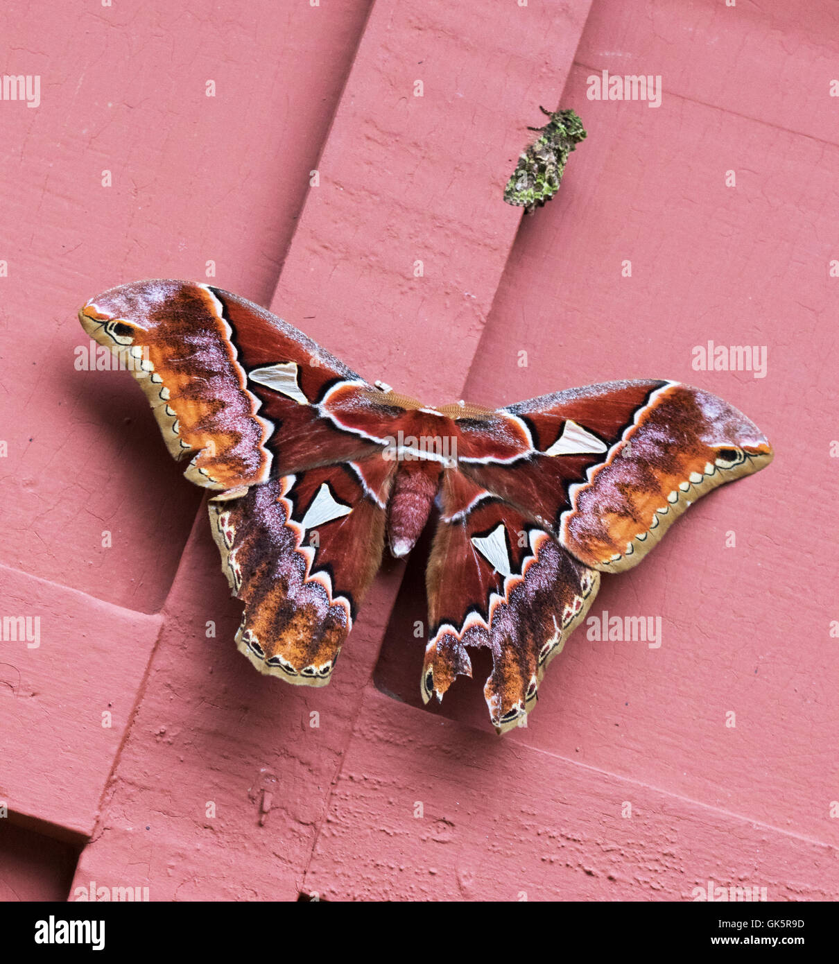 The Oribaza Silkmoth, ( Rothschildia orizaba ), a large moth of the Saturniidae family, Monteverde, Costa Rica, Central America Stock Photo