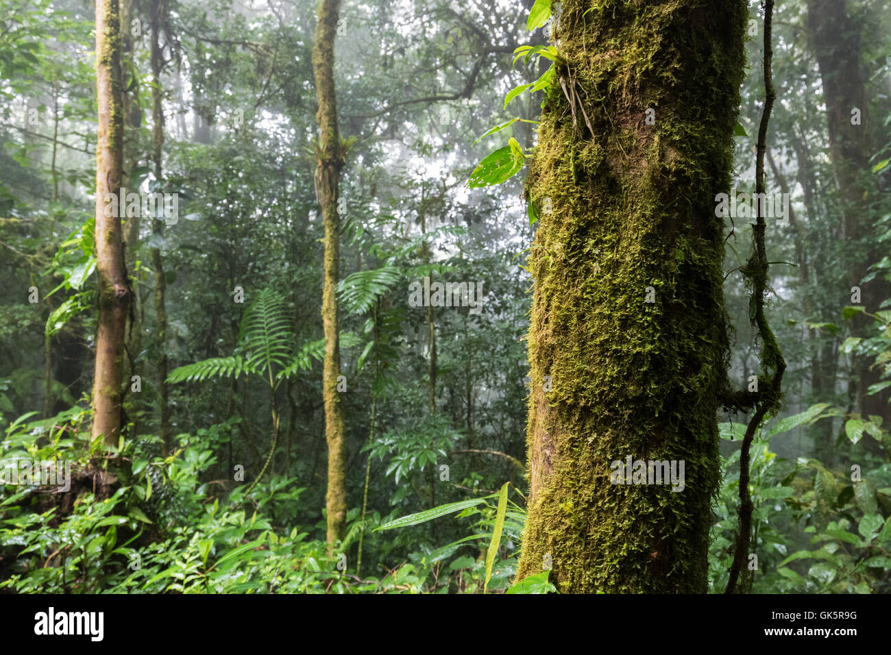 Rainforest biology hi-res stock photography and images - Alamy