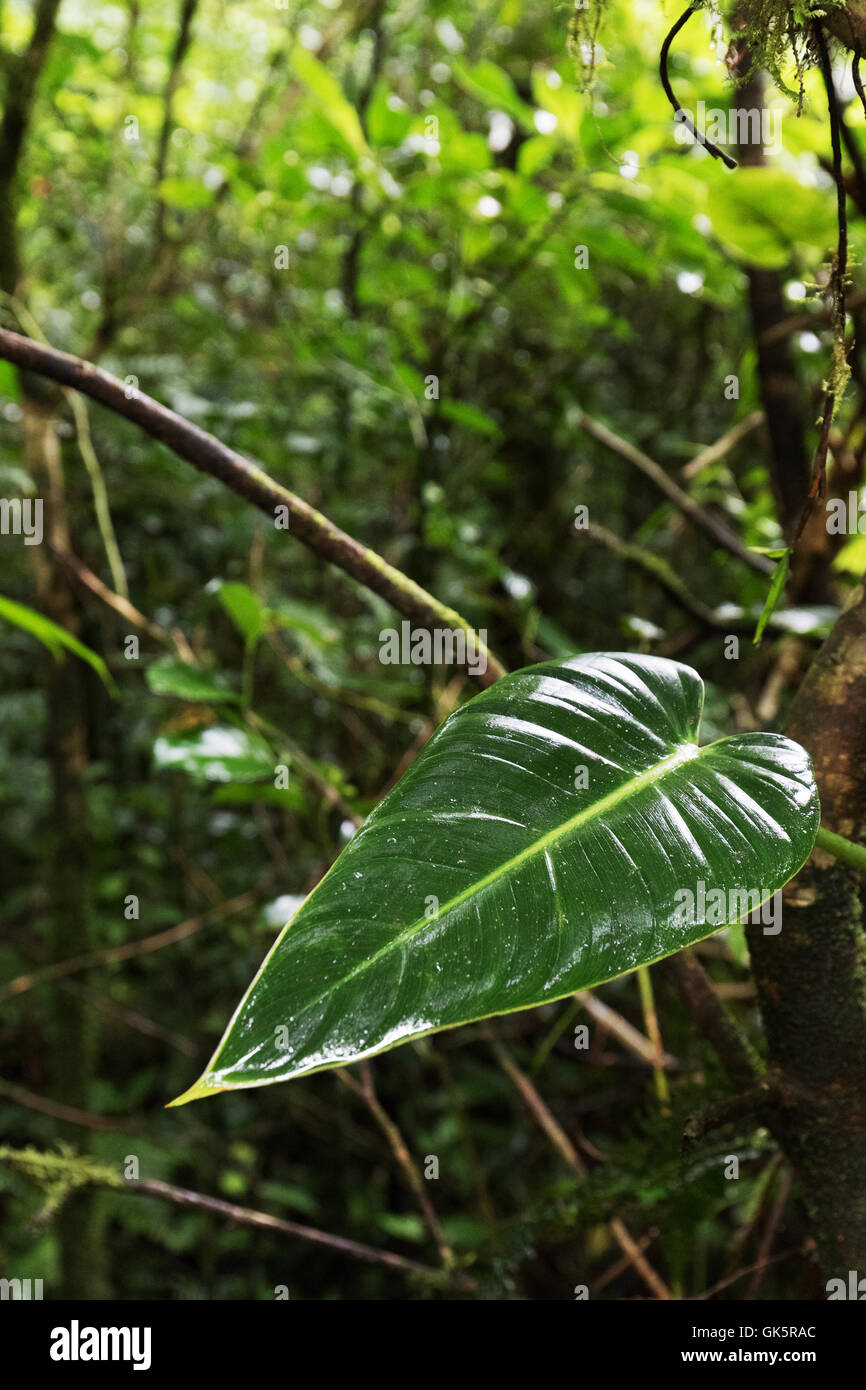 Tropical rainforest, Costa Rica, Central America Stock Photo - Alamy