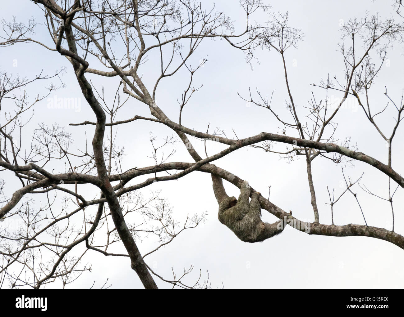 A brown throated three toed sloth  ( Bradypus variegatus ) climbing in a tree, Monteverde, Costa Rica, Central America Stock Photo