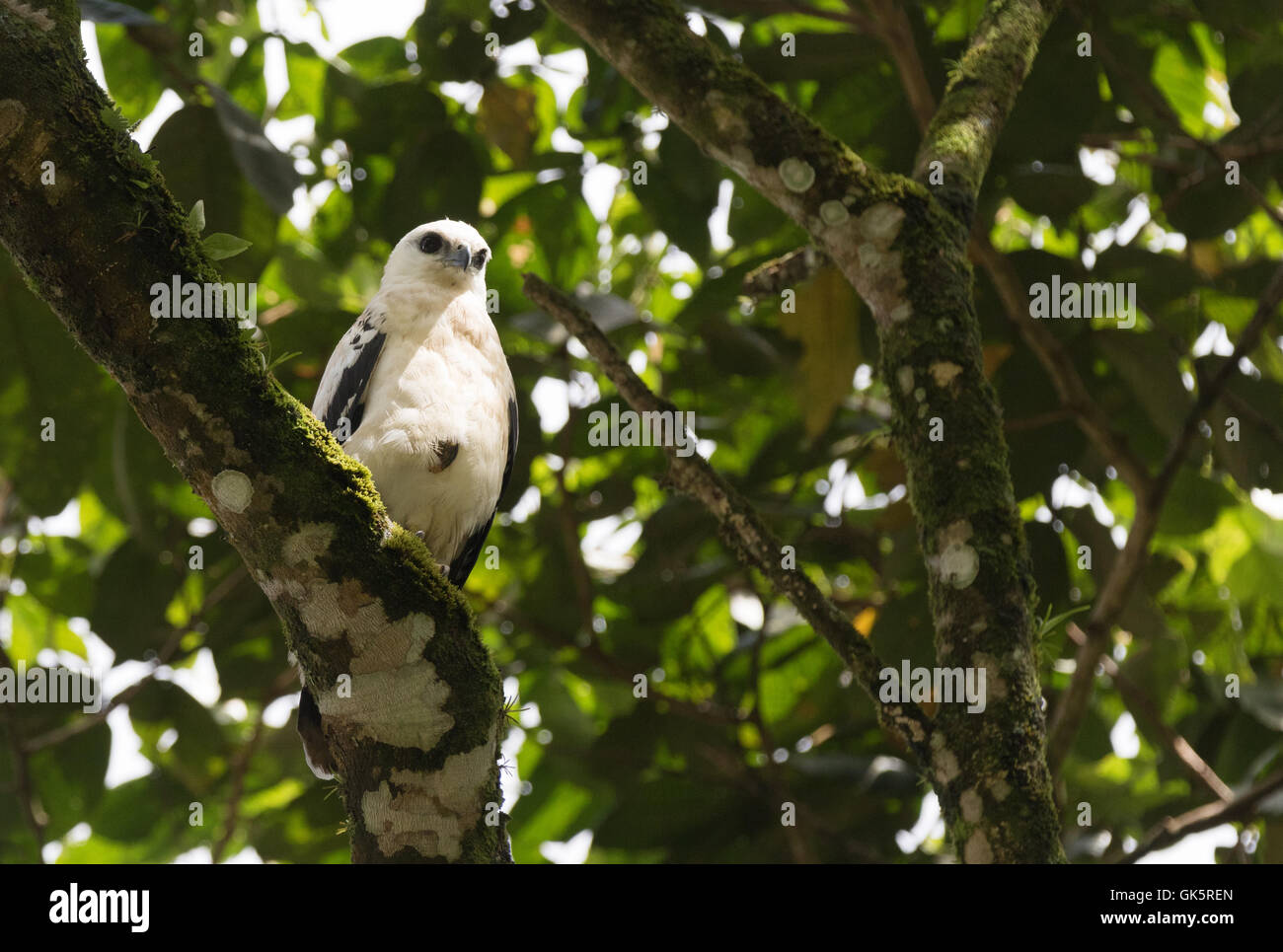 The White Hawk ( Pseudastur albicollis ), a bird of prey, Costa Rica, Central America Stock Photo