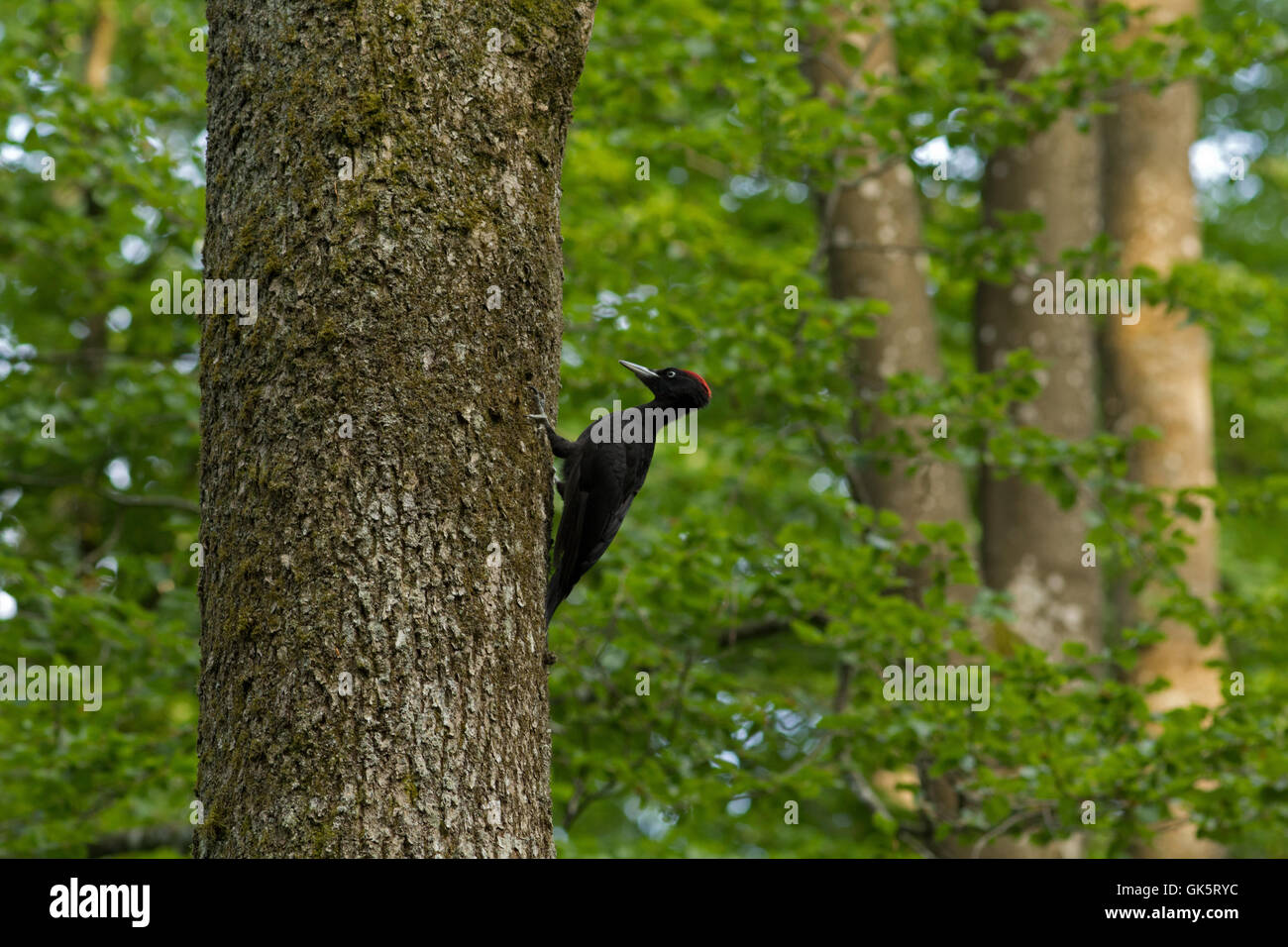 black woodpecker,dryocopus martius,female Stock Photo