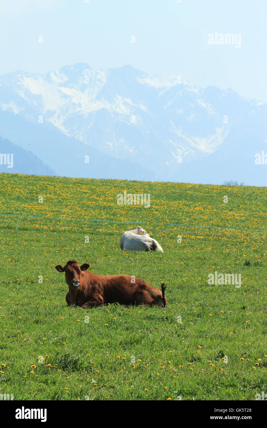 Cows and Alps mountains, Switzerland Stock Photo - Alamy