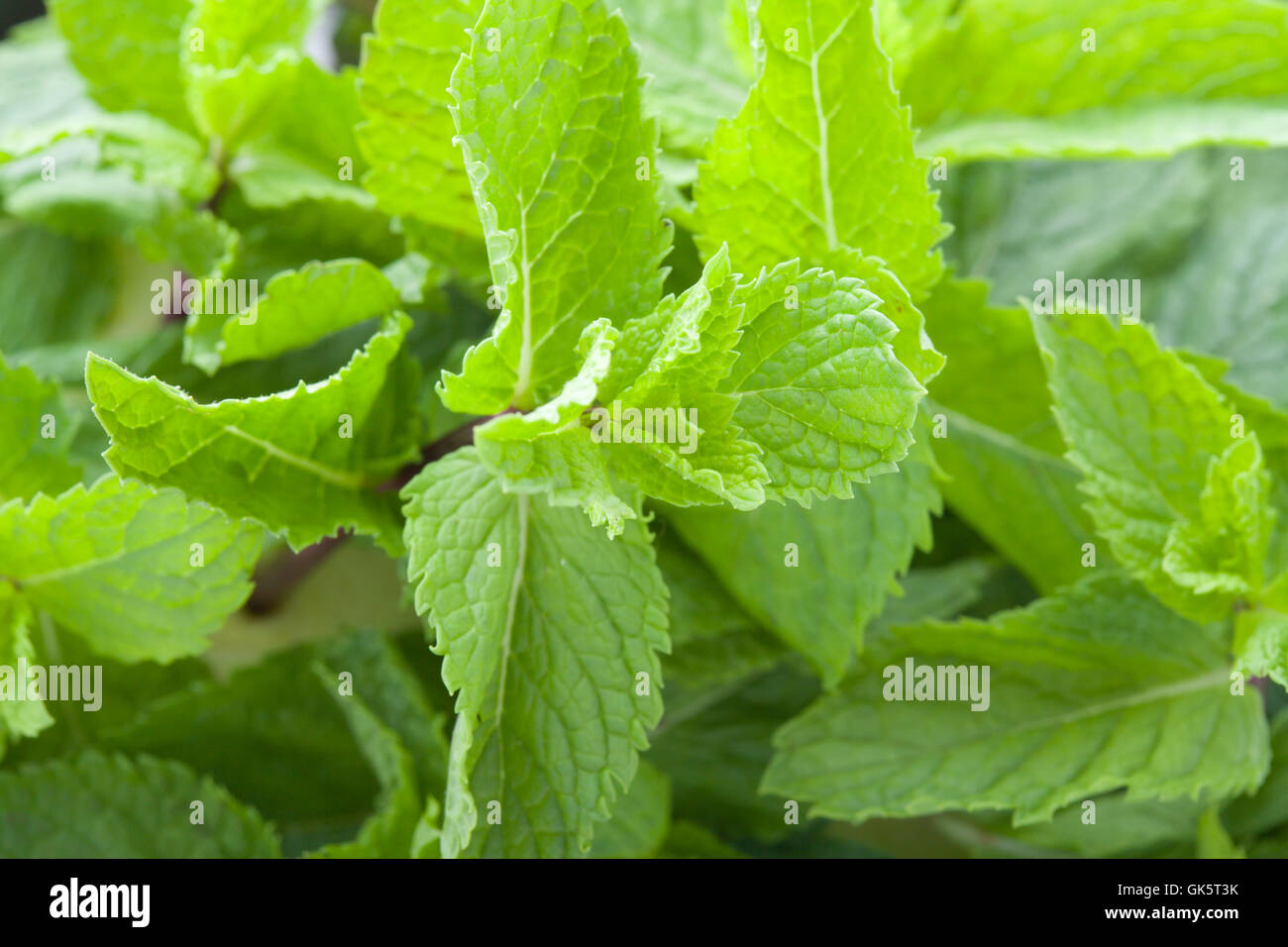 Fresh mint leaves Stock Photo