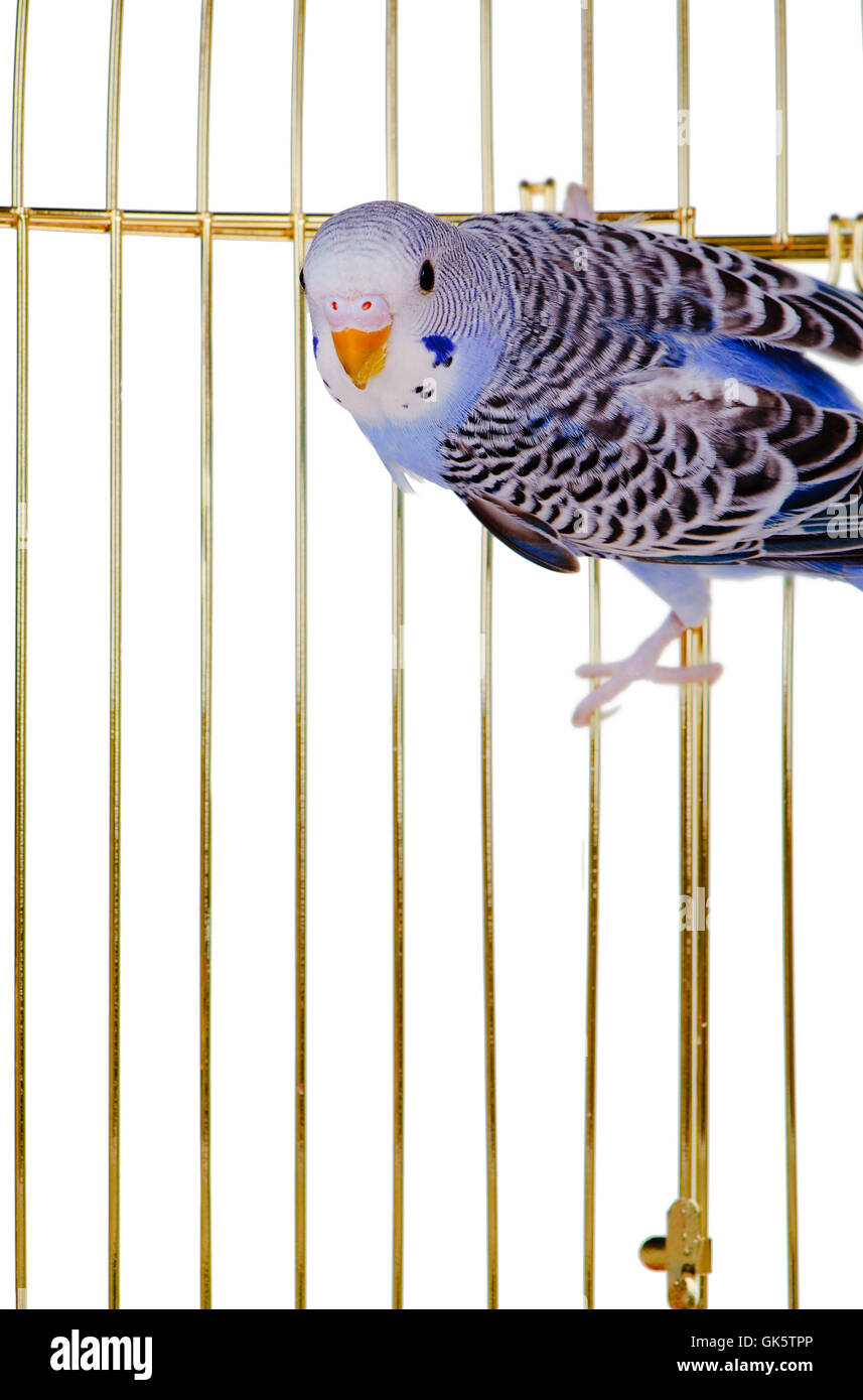 Parrot on a lattice cage Stock Photo - Alamy - Falling Lattice Parrot Cages