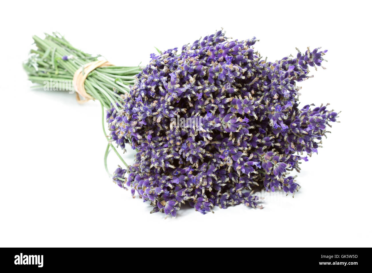 lavender bund Stock Photo