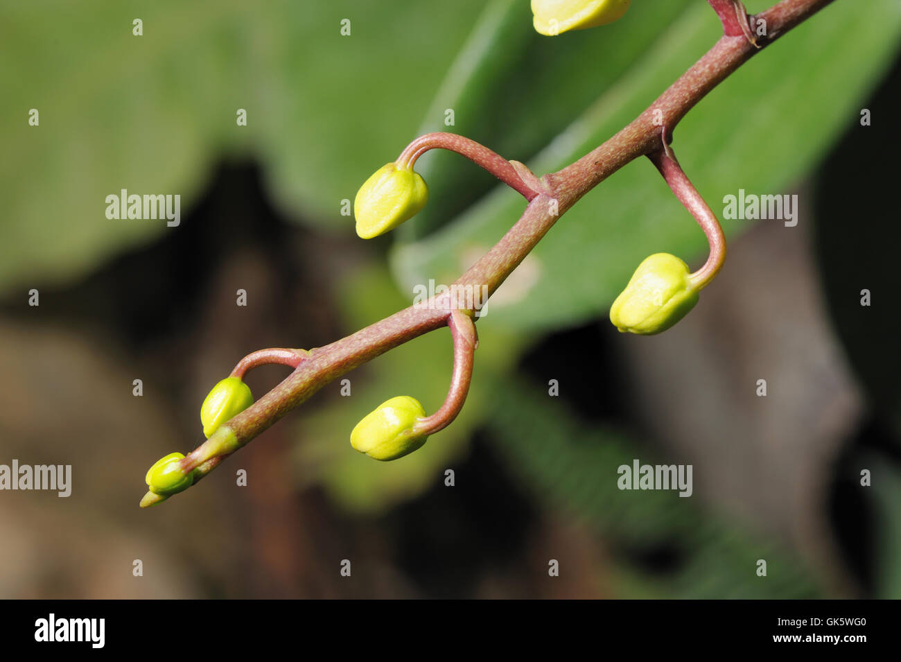 Abstract branch hi-res stock photography and images - Alamy